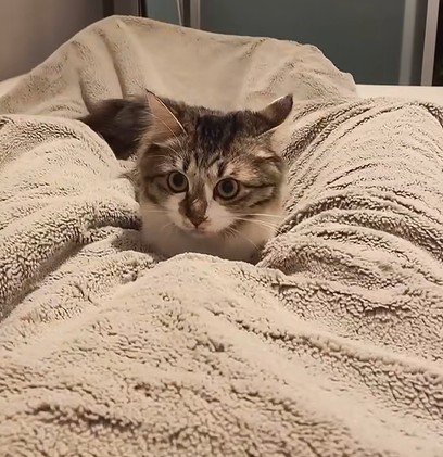 まんまるの目でじっと見つめる猫