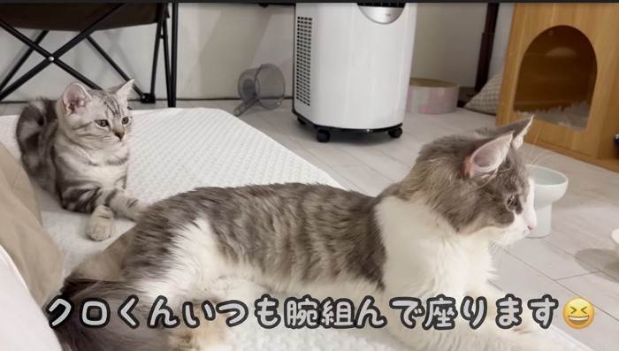 リラックスする猫