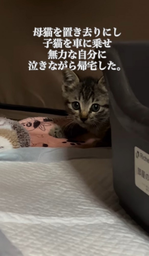 こちらを見る子猫