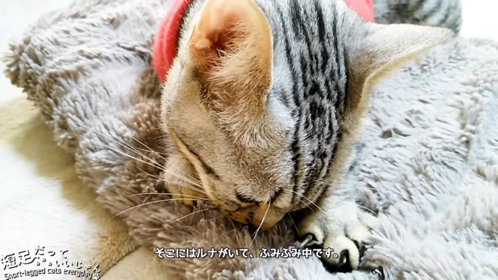 毛布をフミフミする猫