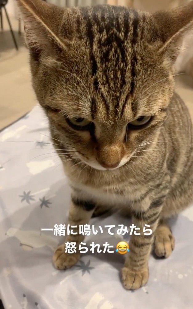 訝しげな猫