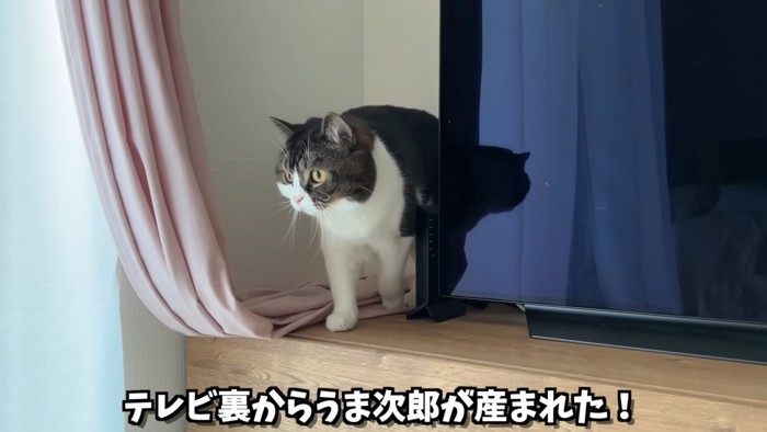 テレビの横に立つ猫