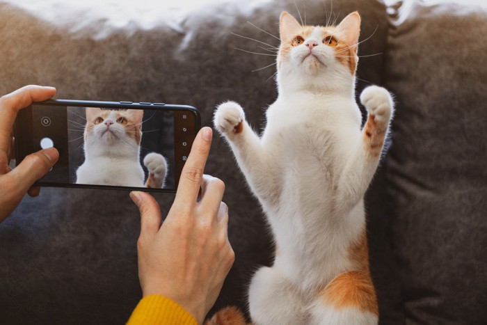 写真を撮られる二本足で立つ猫