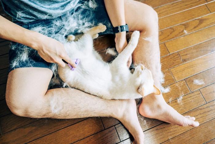 猫のブラッシング