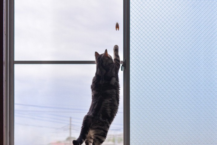 セミを捕まえたい猫