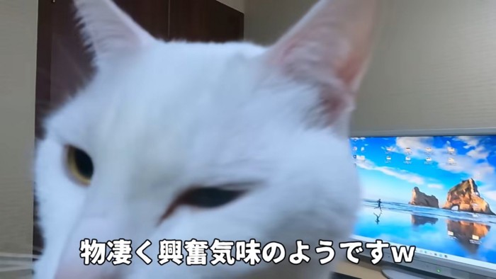 左を向いたどアップの猫