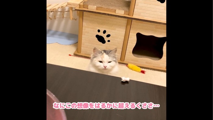 目をしょぼしょぼさせる猫