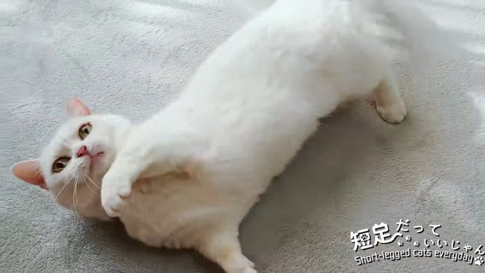 仰向けになる猫