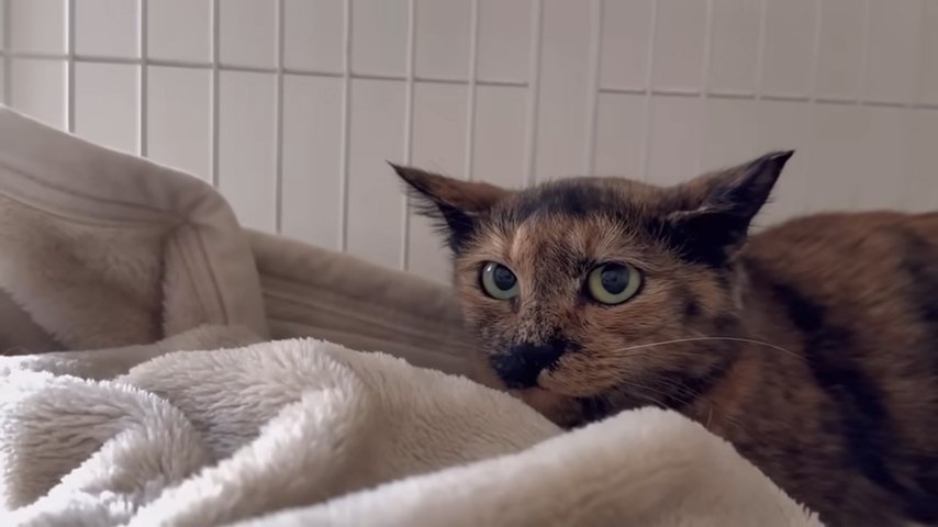 ケージの中の猫