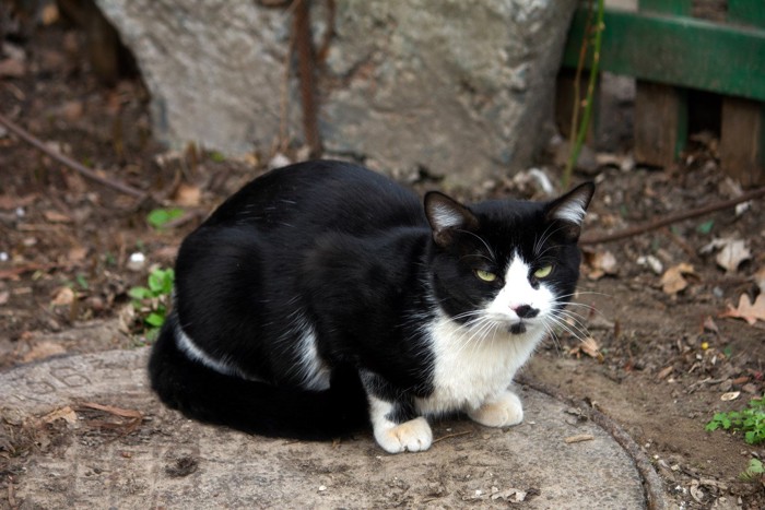 野外にたたずむ白黒猫