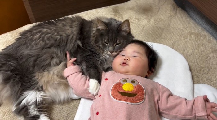 横になっている赤ちゃんに体を寄せてくっついている猫