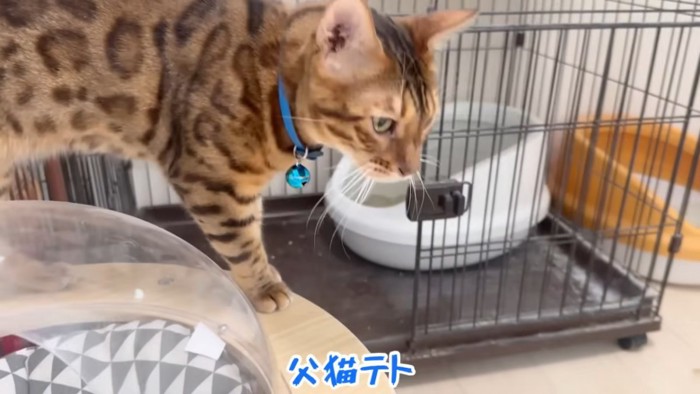 立っている青い首輪の猫