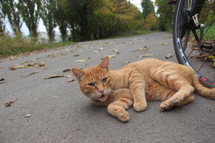 寝転ぶ茶トラ猫
