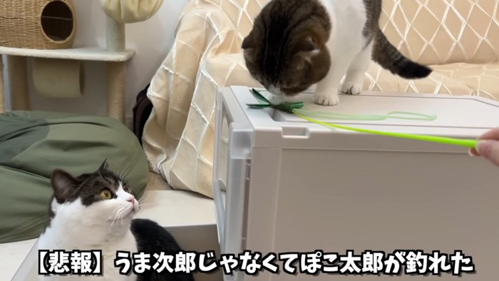 衣装ケースの上にいる猫と引き出しの中の猫