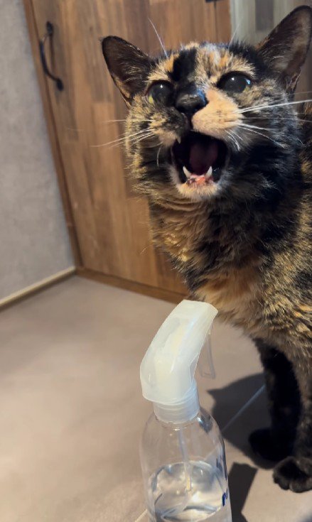鳴いている猫
