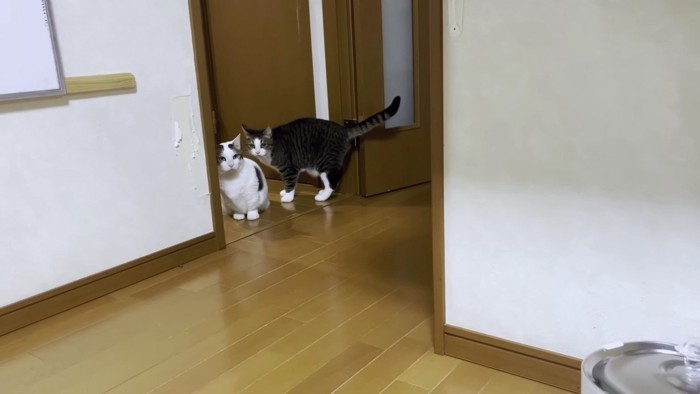 様子をうかがう猫2匹