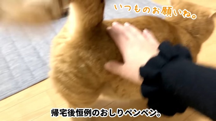 なでられる猫