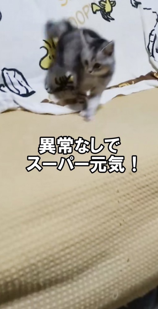 元気な子猫