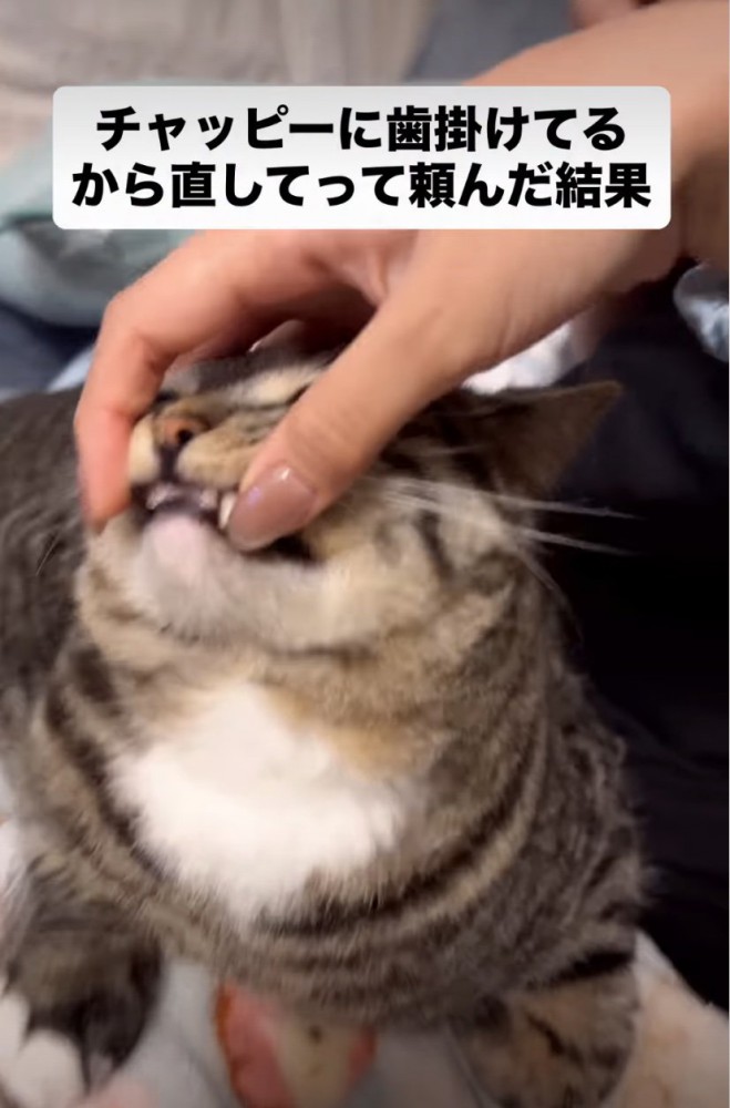 猫の顔