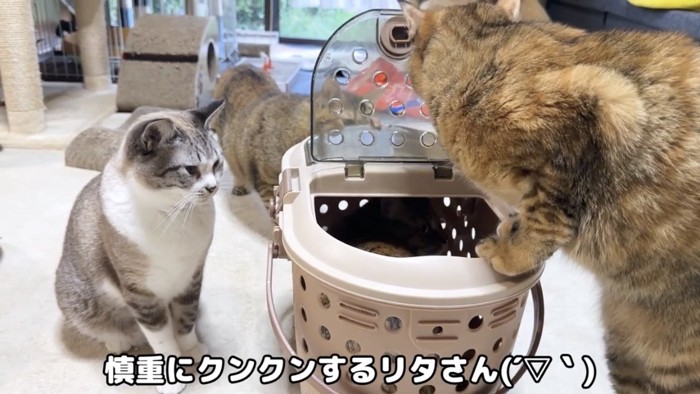 キャリーバッグの匂いを嗅ぐ猫