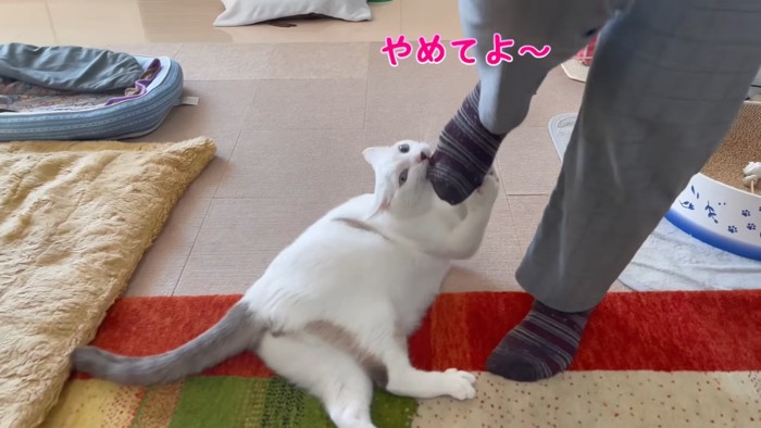 人の足を噛む猫