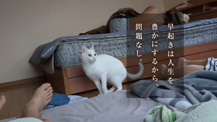 家族を起こそうとする猫