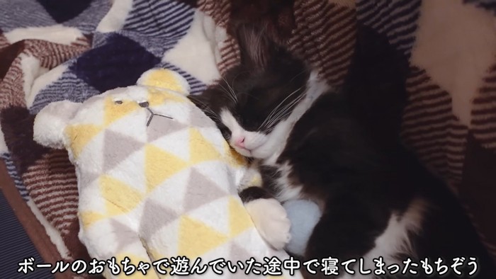 眠るもちぞうくん