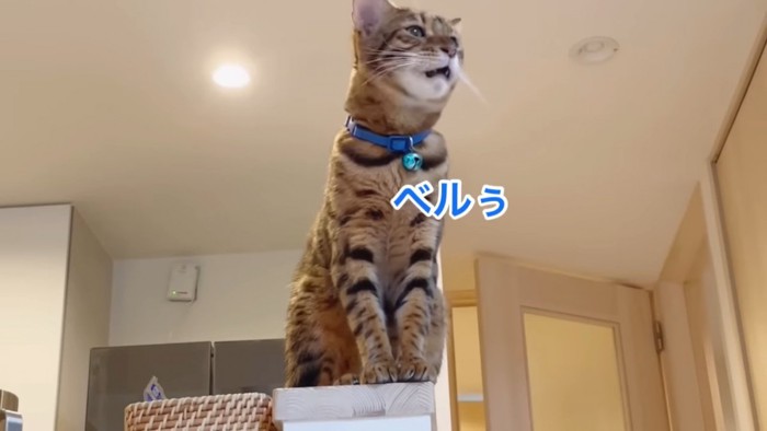 座って鳴く猫