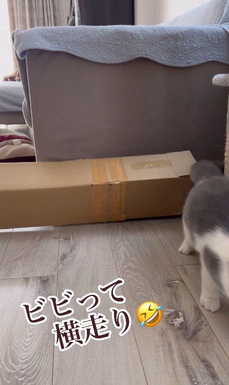 ダンボールから離れる猫