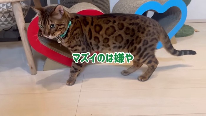 立っている猫