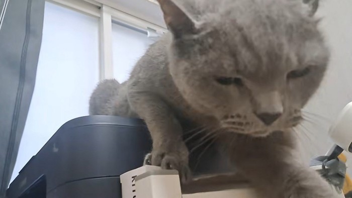 噛みつこうとした猫
