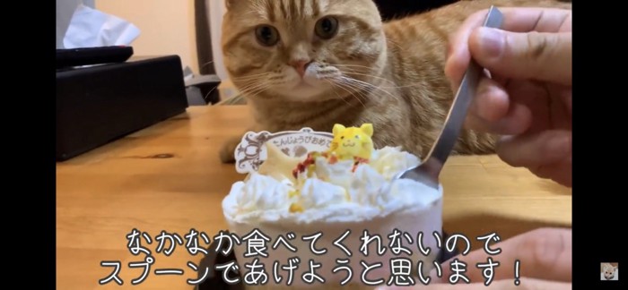 ケーキを見つめる猫