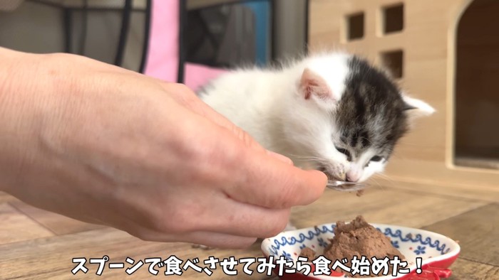 食べ始めた!
