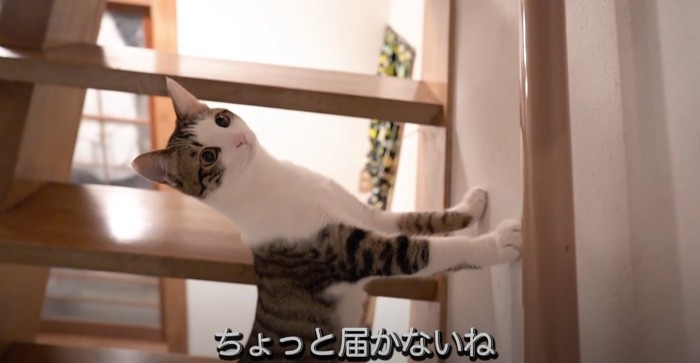 壁に両手をついて上を向く猫