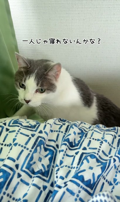 ベッドにあがってくる猫