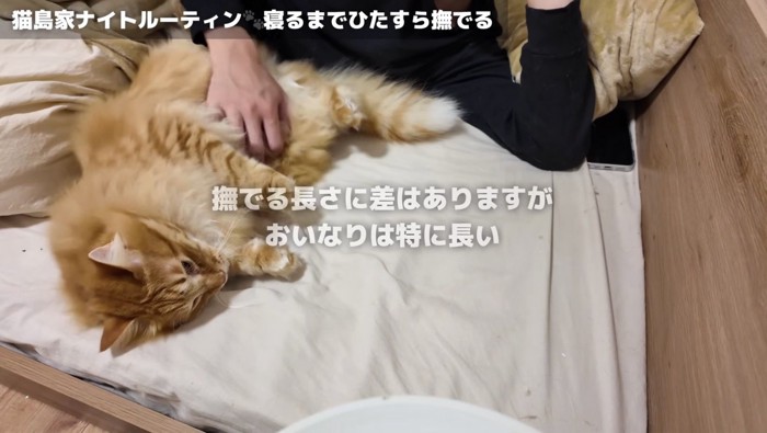 おいなりくんを撫でる