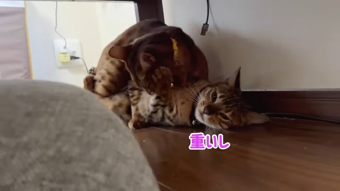 猫の上に乗る猫