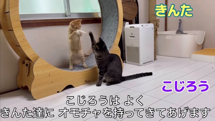 子猫におもちゃを持ってきて遊ぶ成猫