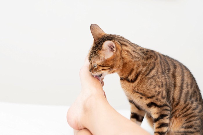 飼い主の足を舐めるベンガル