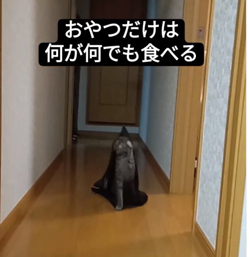 ネットの中に入った猫4