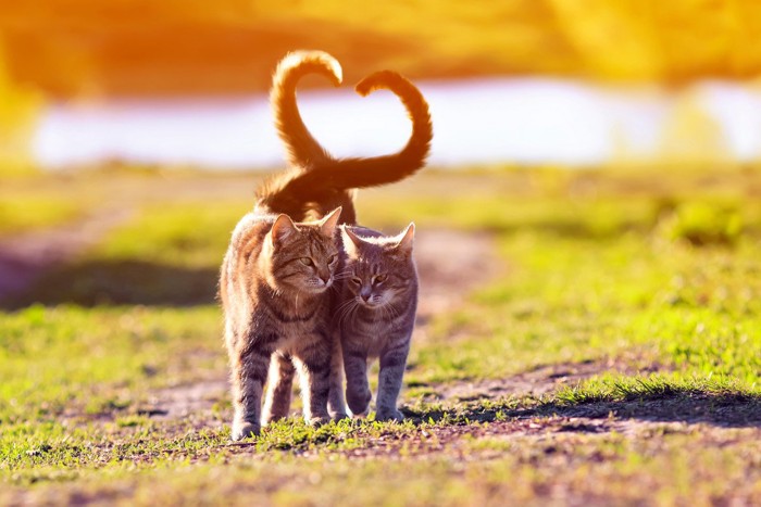 2匹の猫