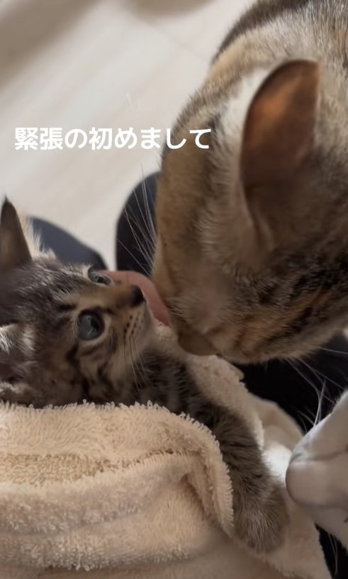 子猫に顔を近づけている2匹の猫