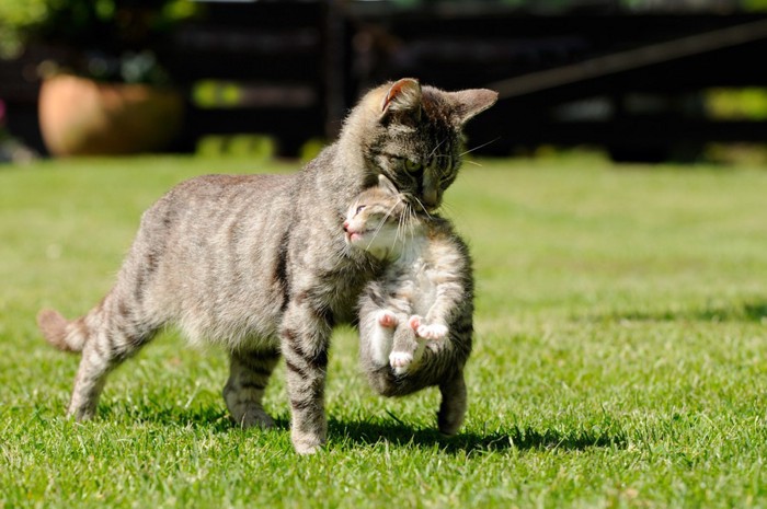 子猫をくわえている母猫