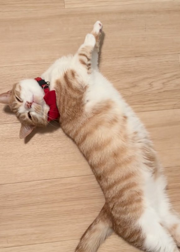 あざとい猫