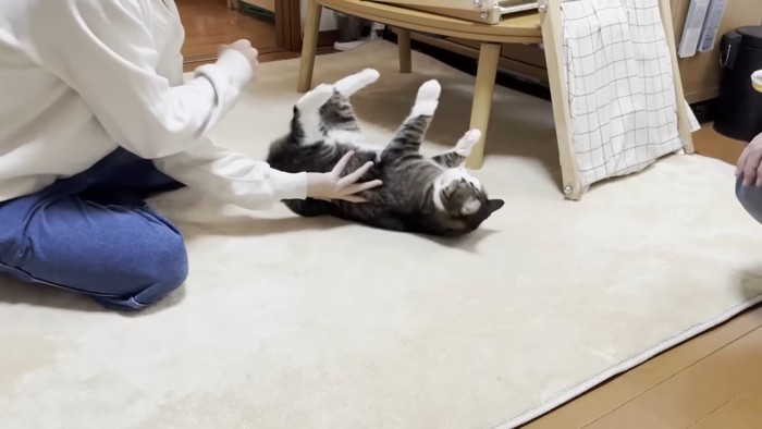 四つ足を上に向けた姿