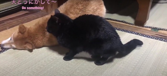 黒猫に助けを求める柴犬