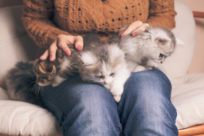 股の間にいる3匹の子猫