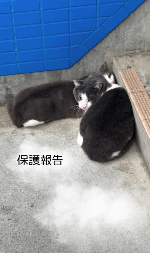 階段のそばで固まっている2匹の猫