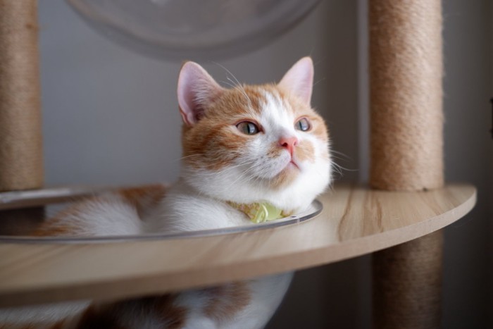 タワーでくつろぐ猫