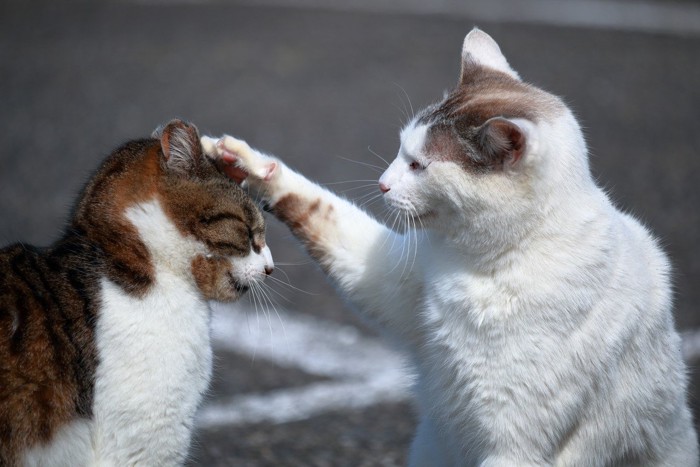 頭を押さえる猫